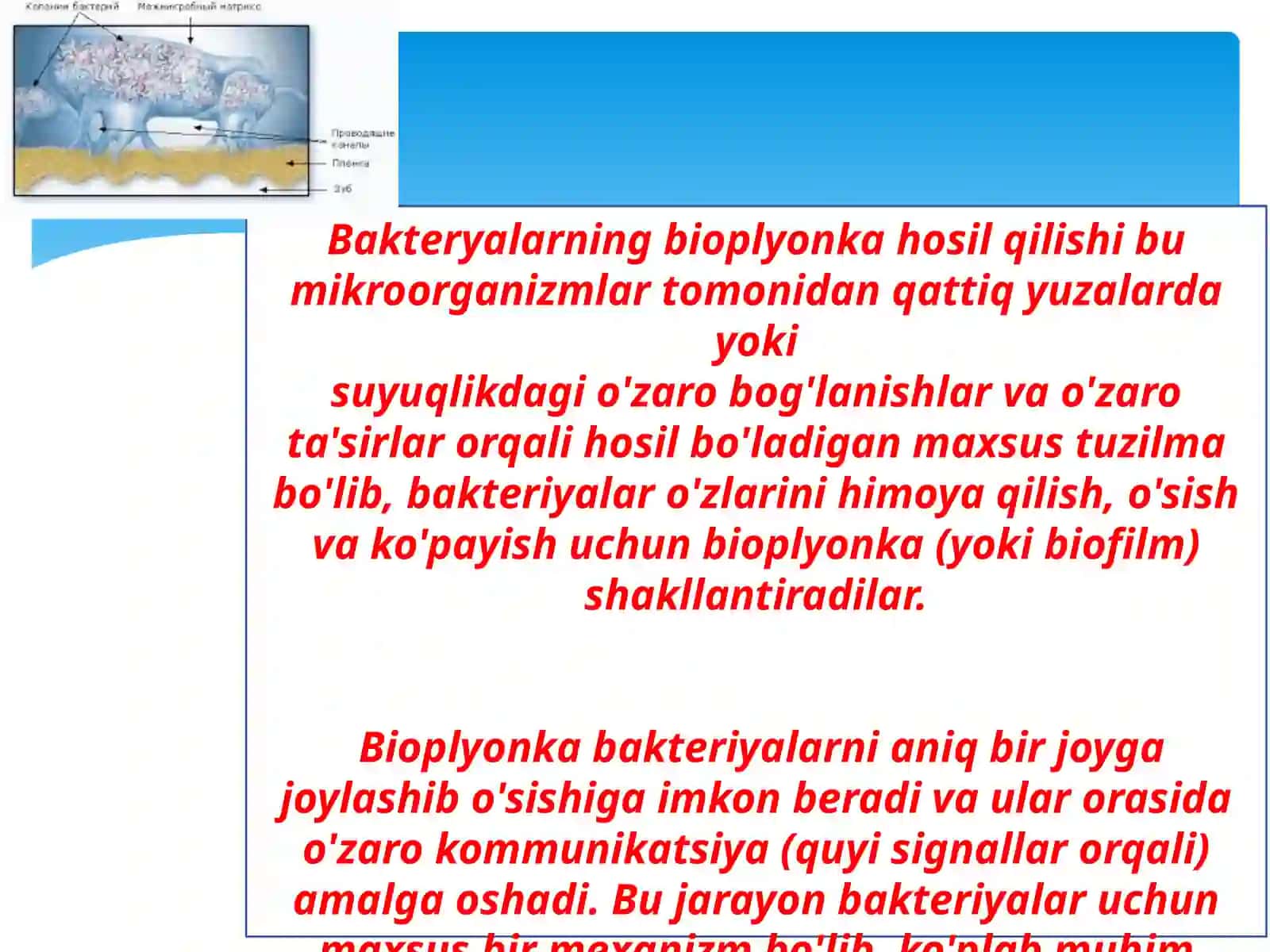 Angren universitetida volaashishi fakulteti 24-4-gurux talabasi Komilova Hilolaning Mikrobiologiya fanidan 3