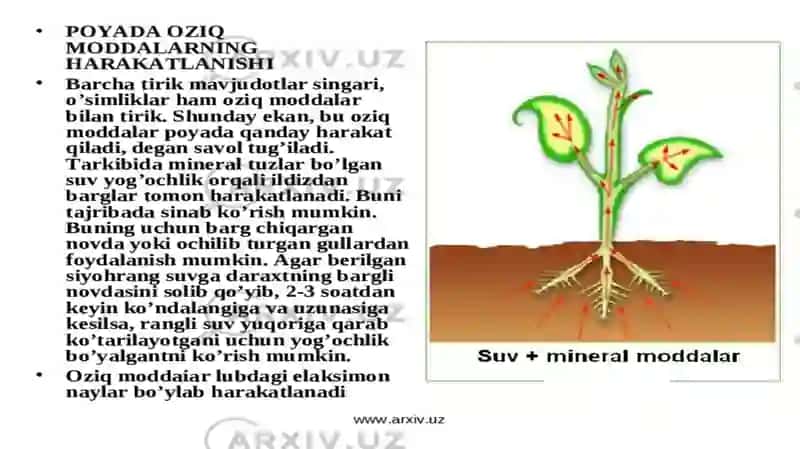 Poyada oziq moddalarning harakati 3
