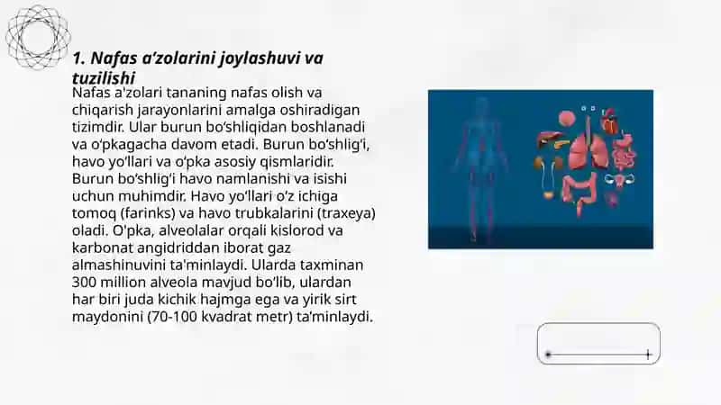 Nafas a’zolarini joylashishini mulyaj, fantomlarda va ichki organlarni ko’rsata olish 3