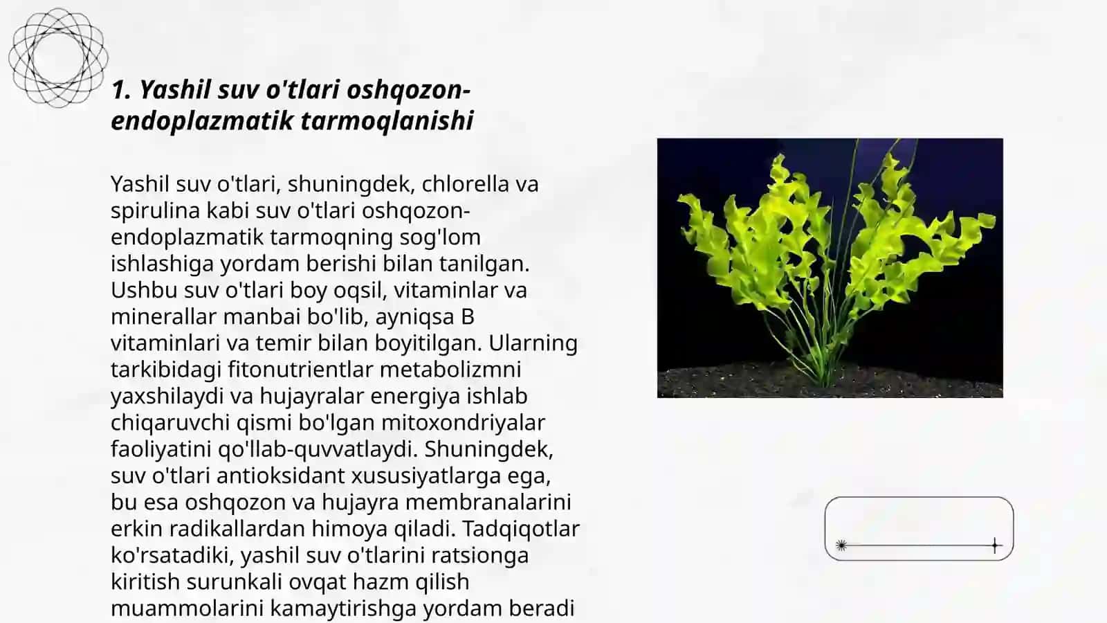 Yashil suv o'tlari oshqozon-endoplazmatik tarmoqlanishi 3