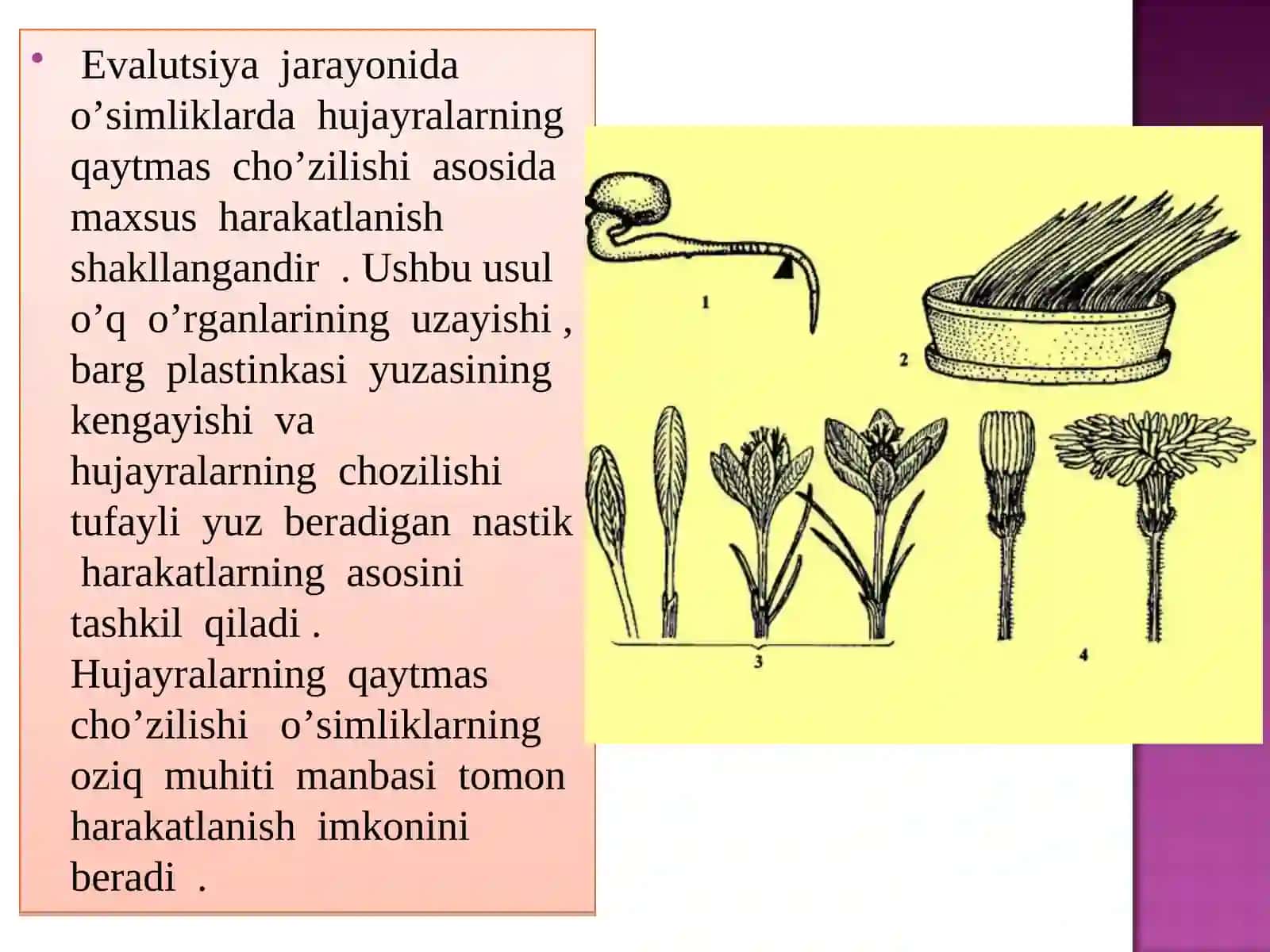 O’simliklarning harakatining evolyutsiyasi 3