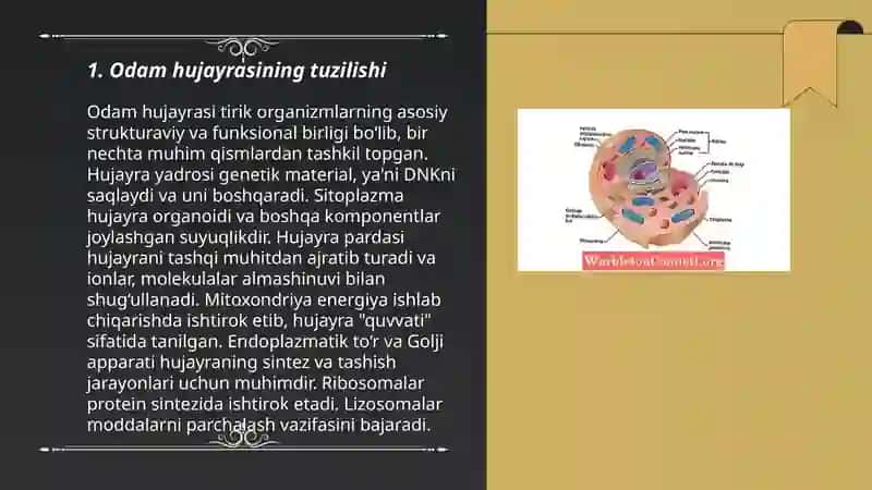 Odam hujayra va to'qimasi 3