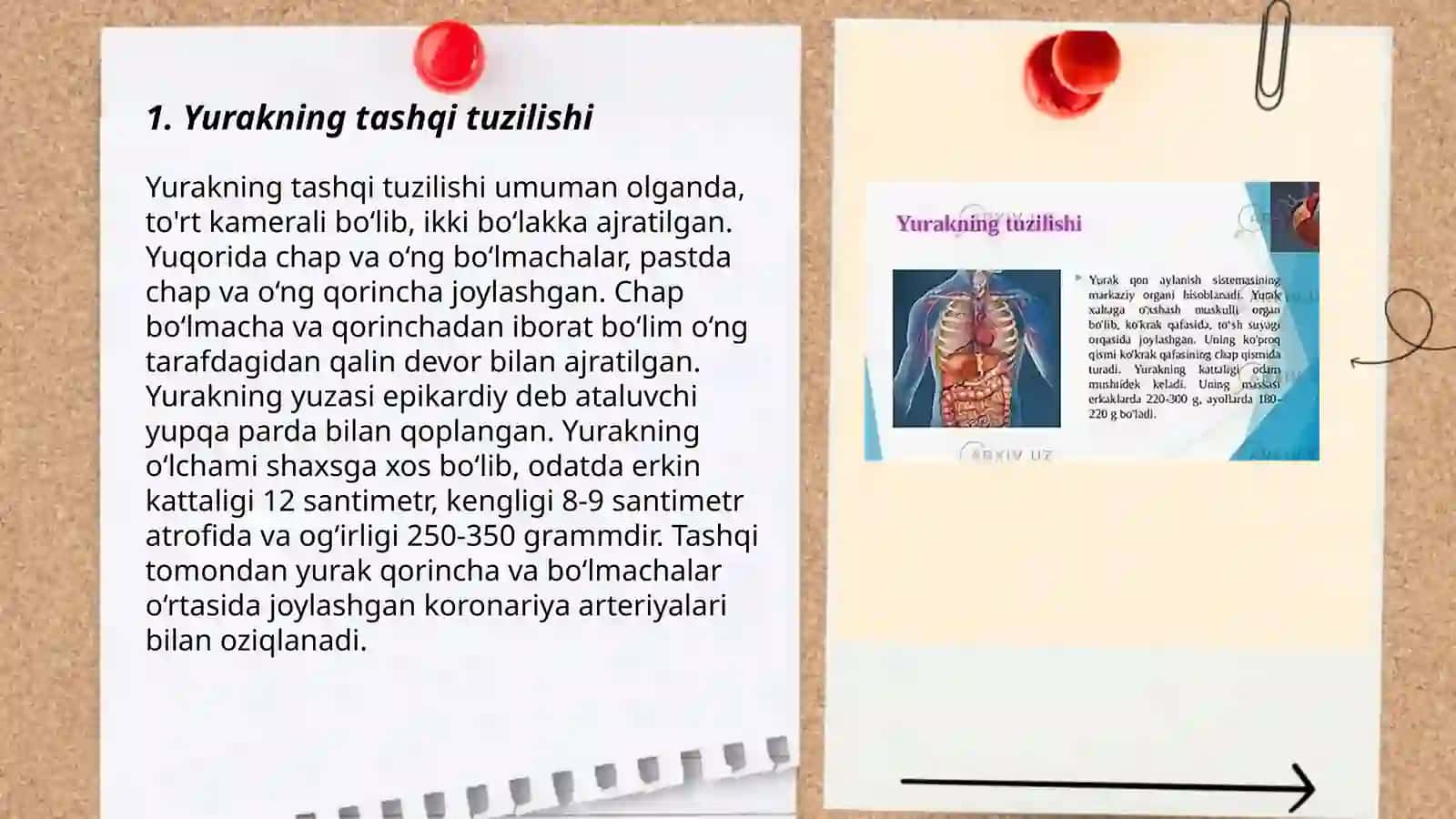Yurakning tashqi va ichki tuzulishi 3