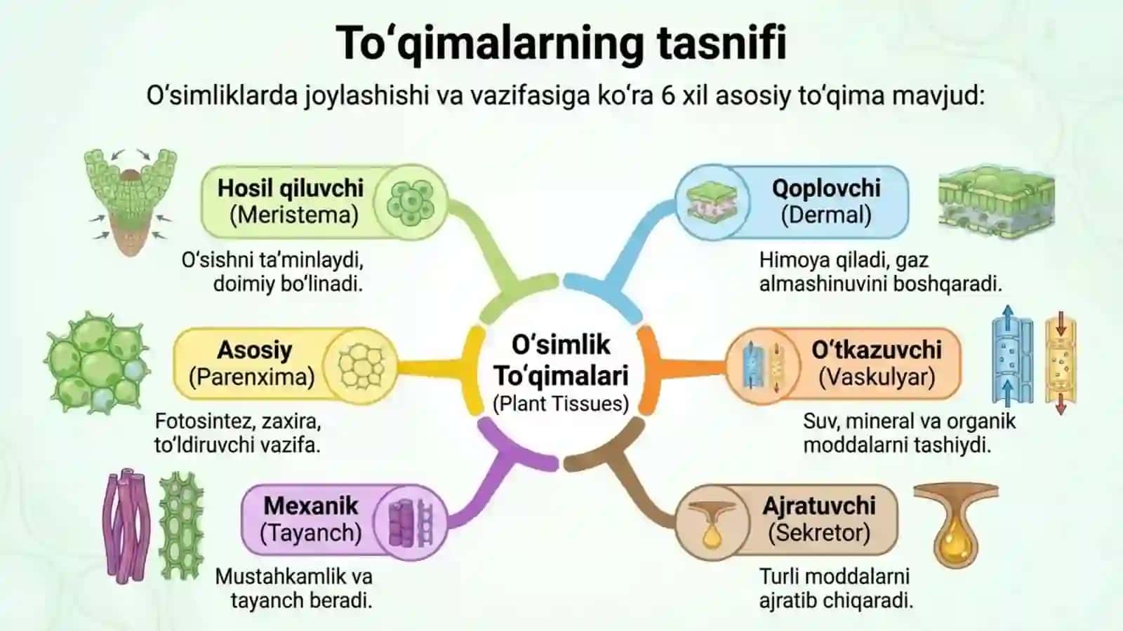 O'simlik to'qimalari 3