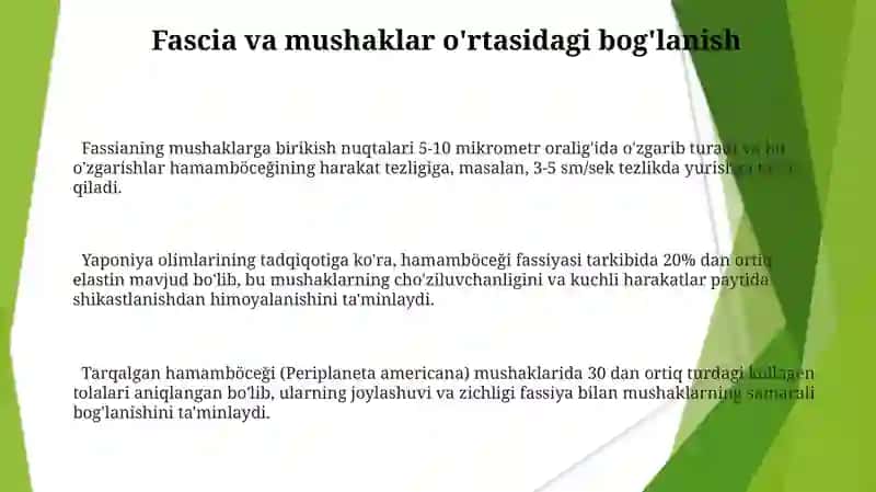 Kôkrak mushaklari va fastsyalari 3