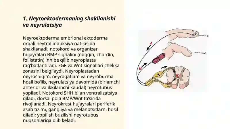 Asab tizimining ontogenezi 3