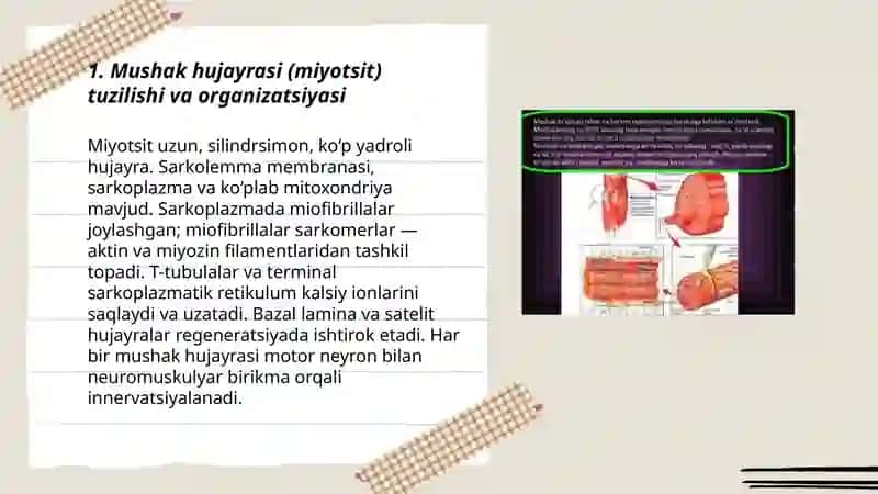 Mushak tizimi mushak fizialogiyasi 3