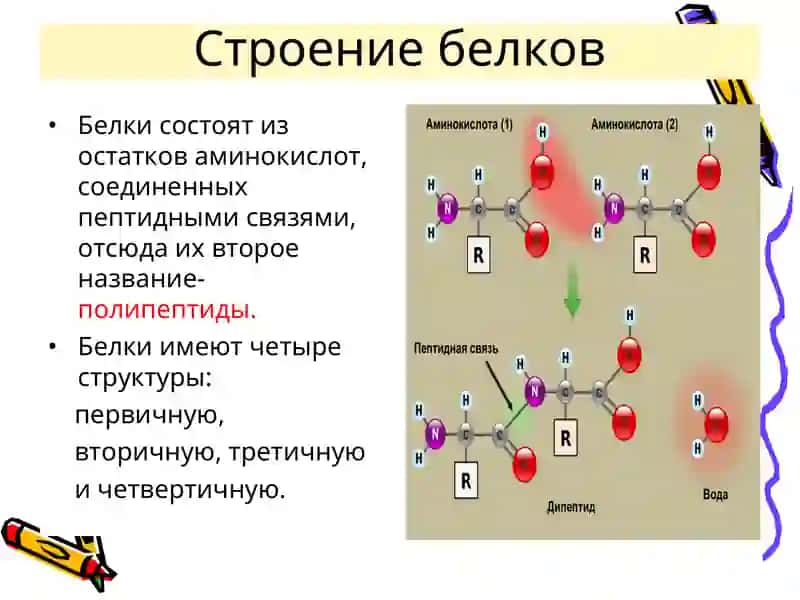 СТРОЕНИЕ И СВОЙСТВА БЕЛКОВ 3