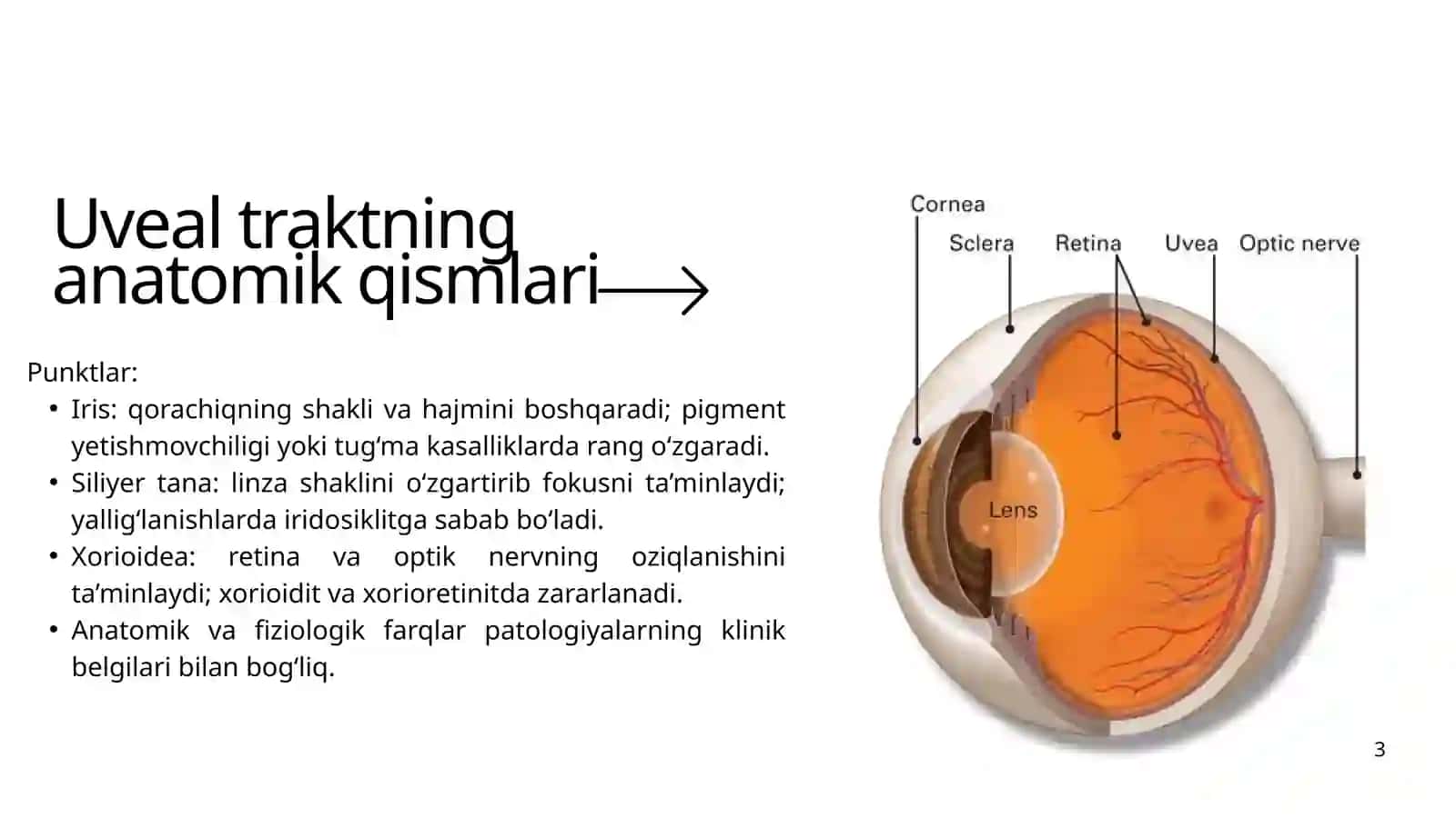 Tomirli qavat kasalliklari 3