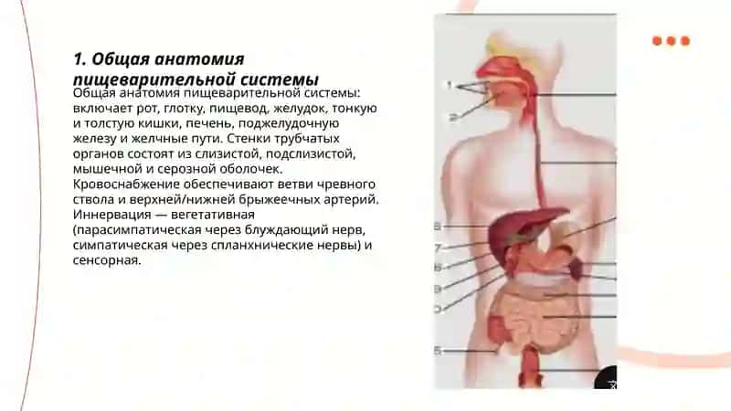 Общая анатомия пищеварительной системы 3