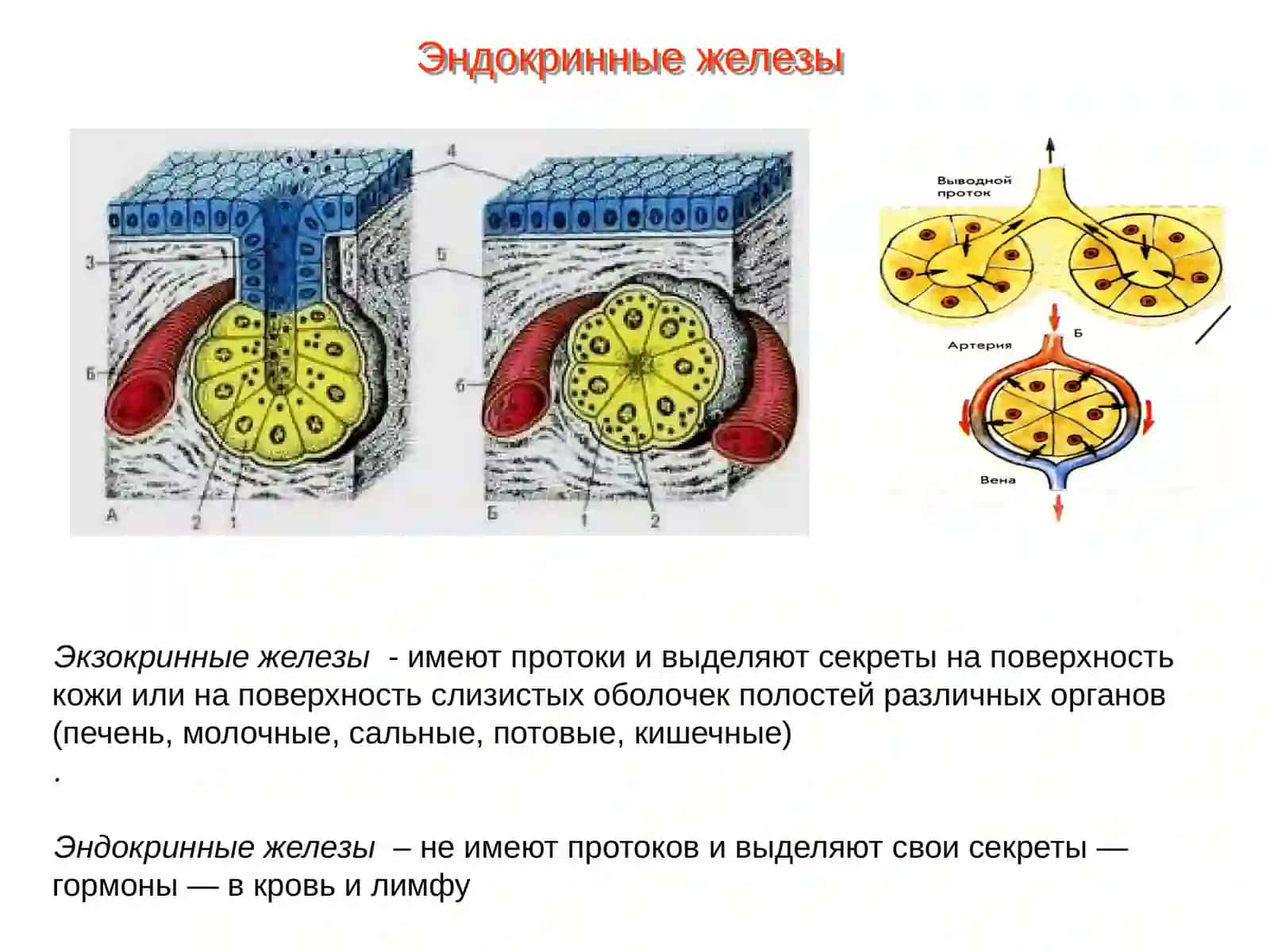 Гипоталамо-гипофизарная система. Биологический эффект гормонов 3