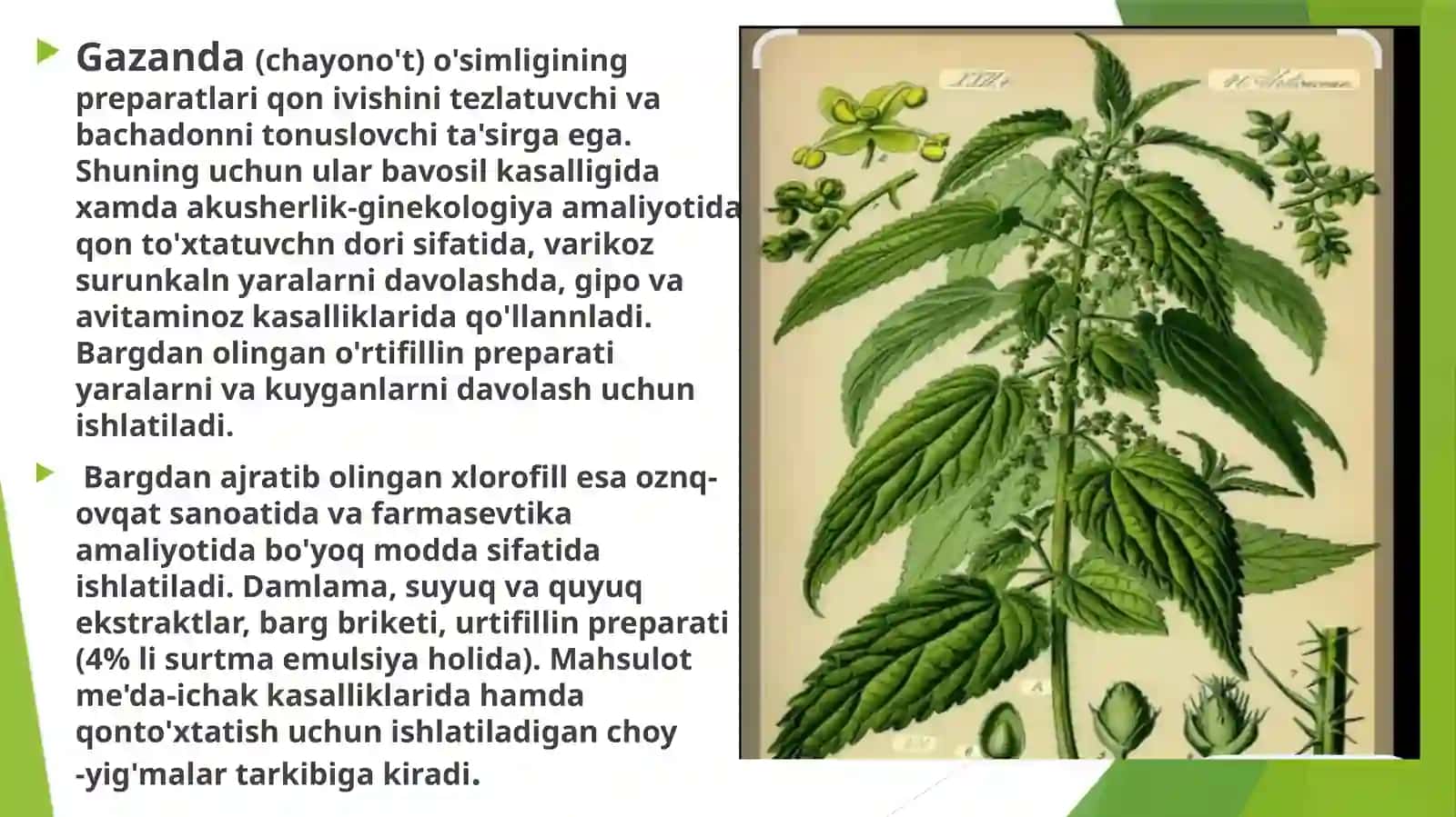 IKKI UYLI GAZANDA (KRAPIVA DVUDOMNAYA)URTICA DIOICAL O’SIMLIGI URUG’CHILIGI VA KO’CHATCHILIGI 3