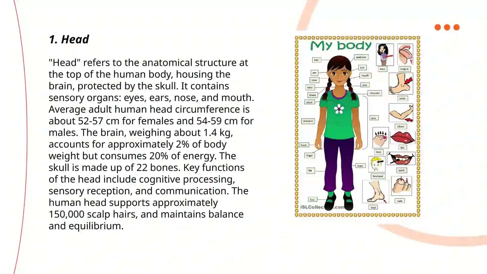 Parts of the body 3