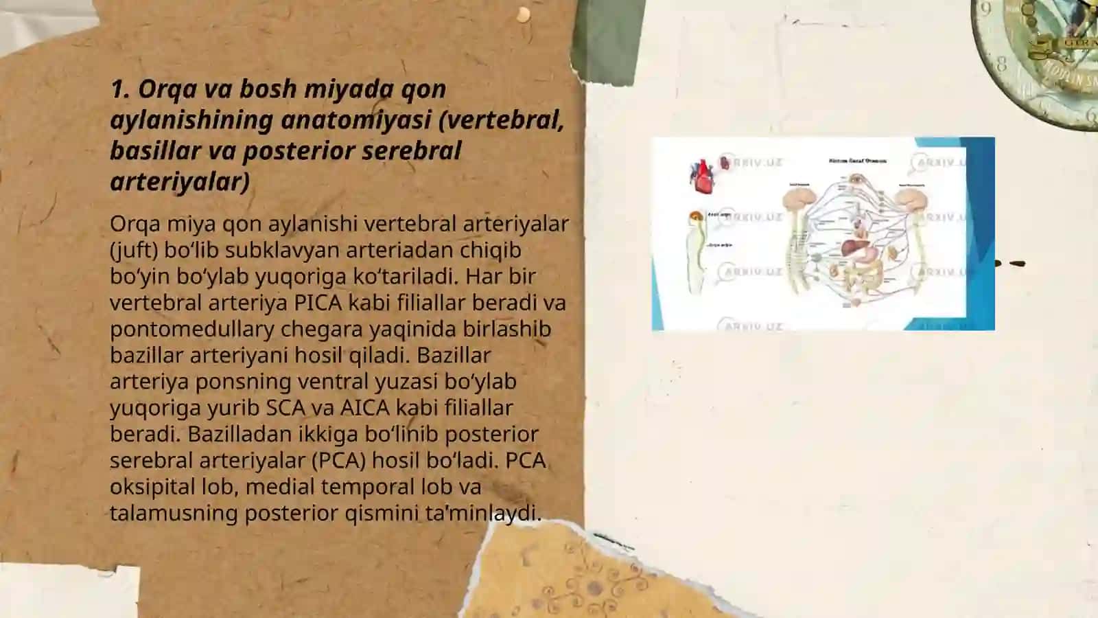 Orqa va bosh miyada qon aylanishining anatomiyasi 3