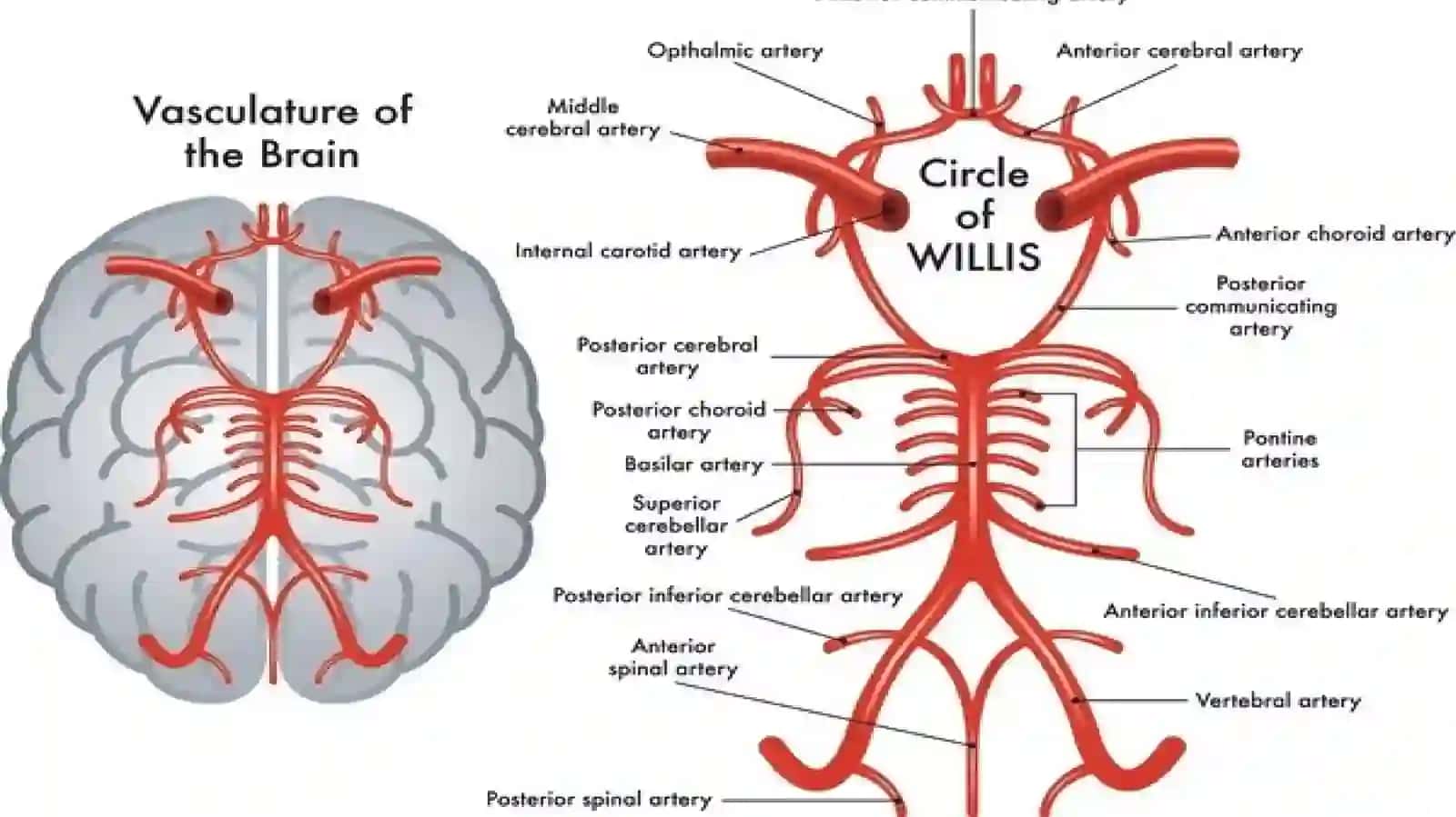 ICHKI UYQU ARTERIYASI 3