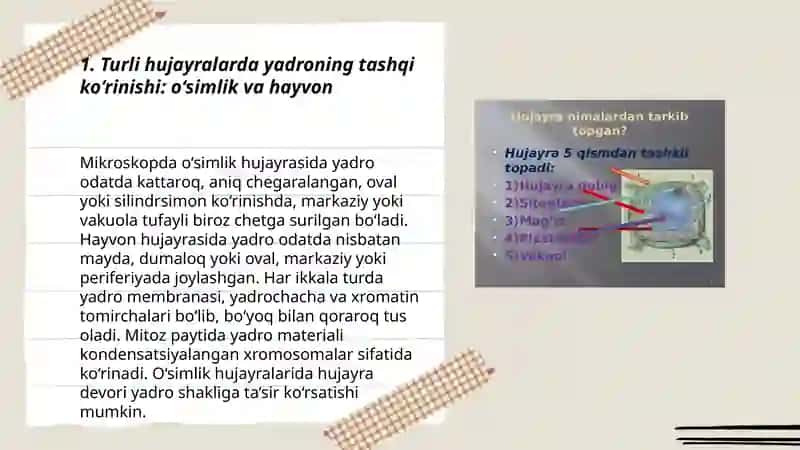 Turli hujayralarning yadrosini Mikroskopda ko'rish 3