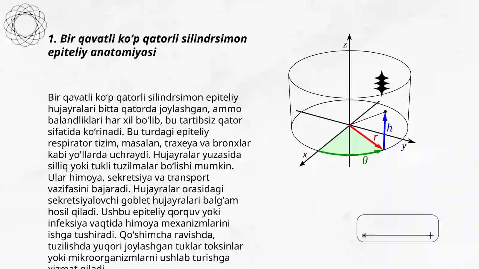 Bir qavatli koʻp qatorli silindrsimon kiprikli epiteliy anatomiyasi 3