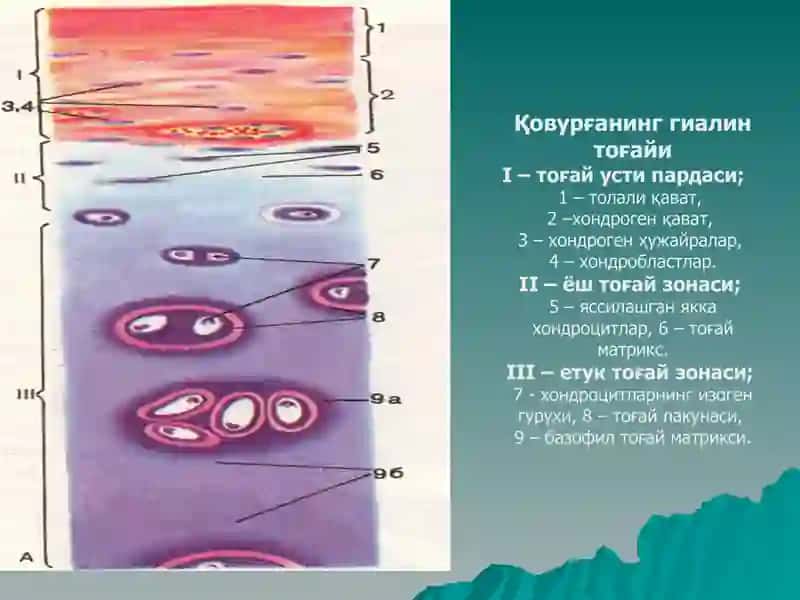 Тогай ва суяк тукималар 3