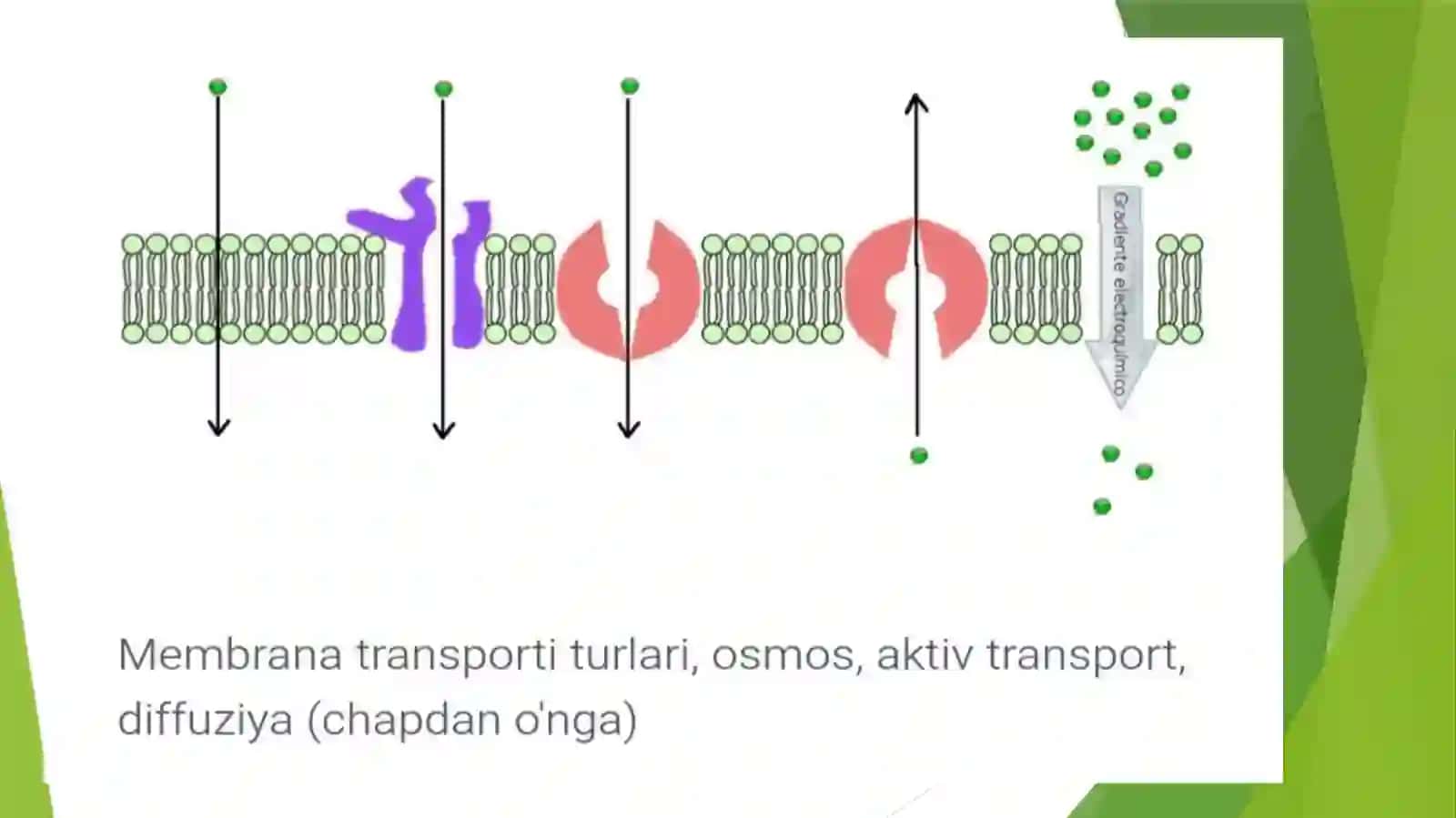 MODDALARNING MEMBRANA ORQALI PASSIV TASHILISHI, DIFFUZIYAGATAʼSIRETUVCHI OMILLAR, PASSIV TRANSPORTNING TIBBIYOTDAGI AHAMIYATI 3