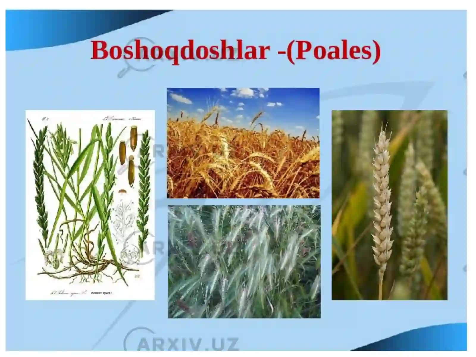Boshoqnamolar qabilasi—Poales Bug'doydoshlar oilasi—Poaceae 3