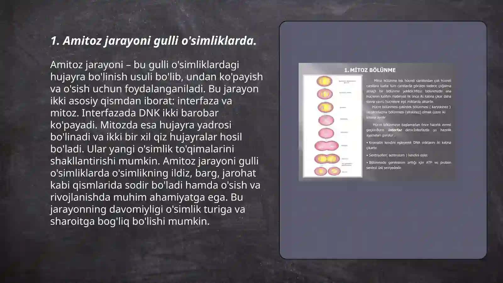 Amitoz, mitoz va meyozning ahamiyati 3