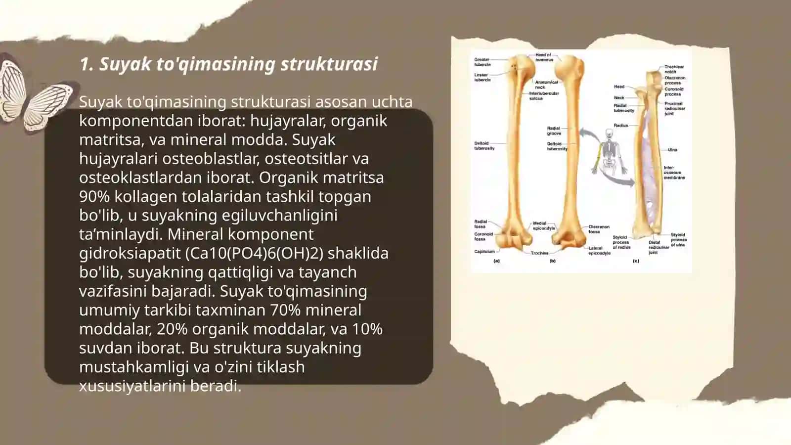 Suyak to'qimasining strukturasi 3