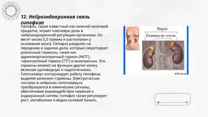 Нейроэндокринная связь гипофиза 3