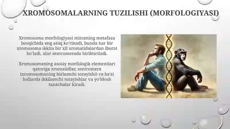 Odam va hayvon xromosomalarining morfofunksional xaraktetistikasi 3
