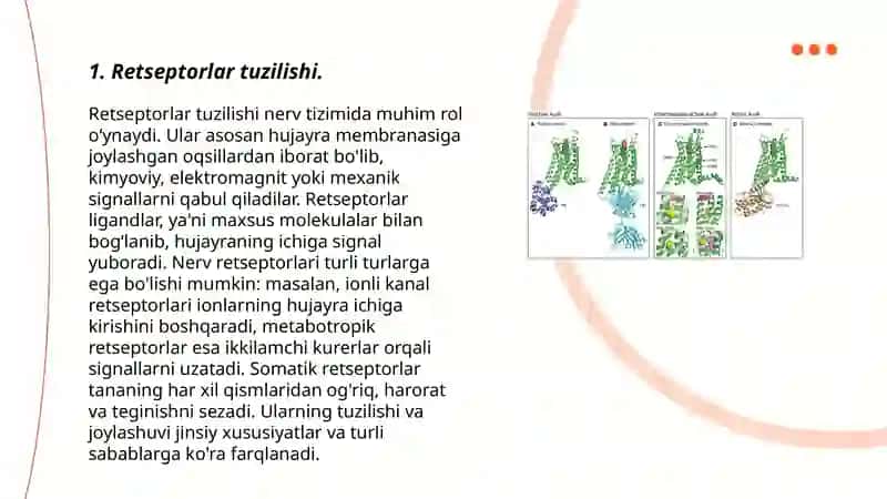 Retseptorlar tuzilishi sxemasi 3