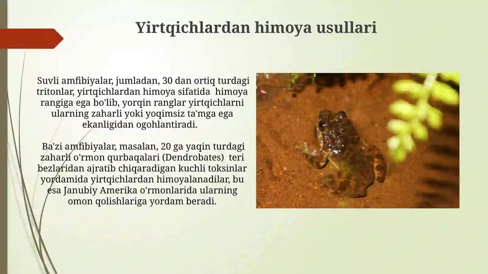 Amfibiyalar sinfining o'ziga xos etologikhususiyatlari 3