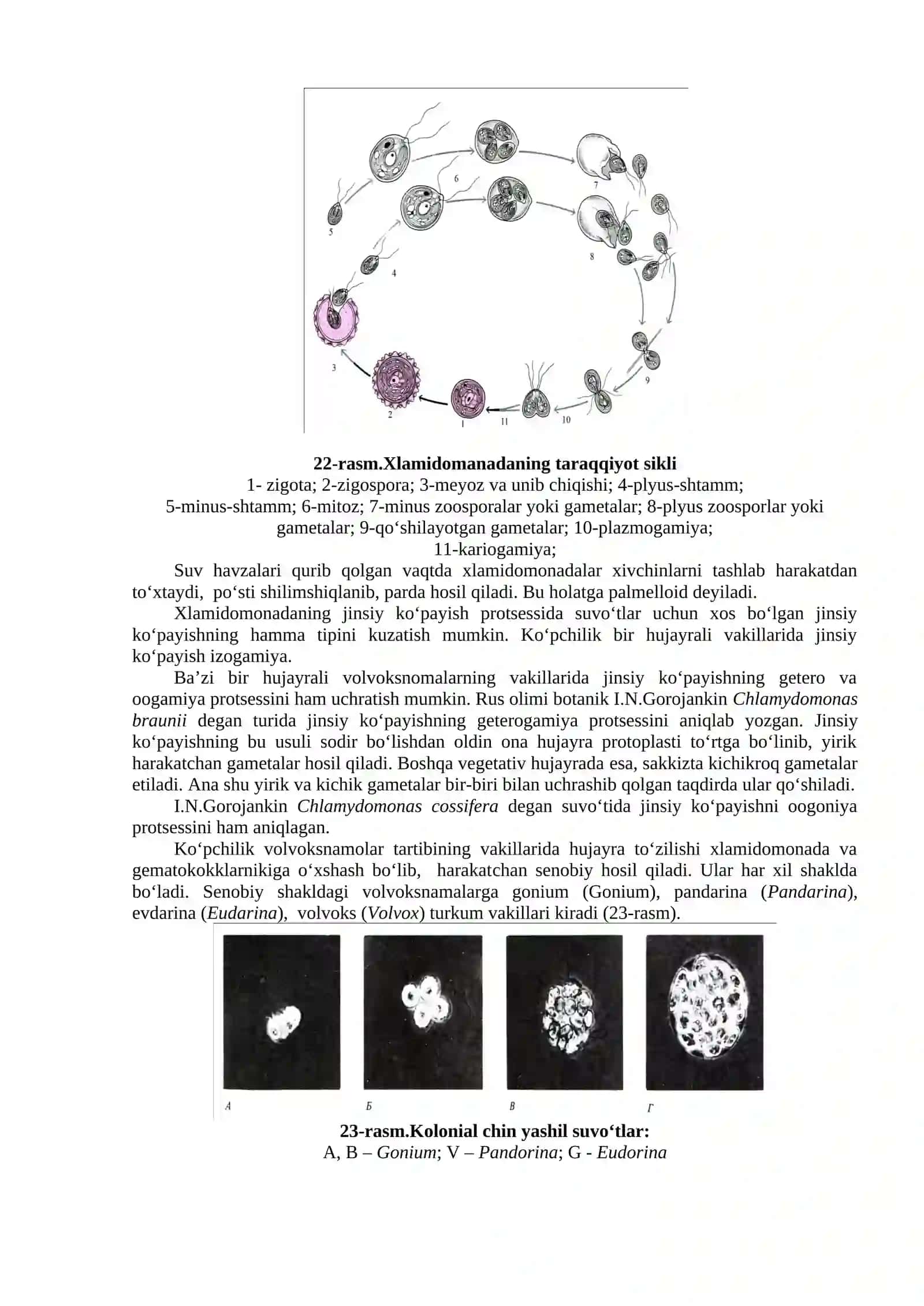 Yashil suvo‘ttoifalar bo‘limi (Chlorophyta) 3