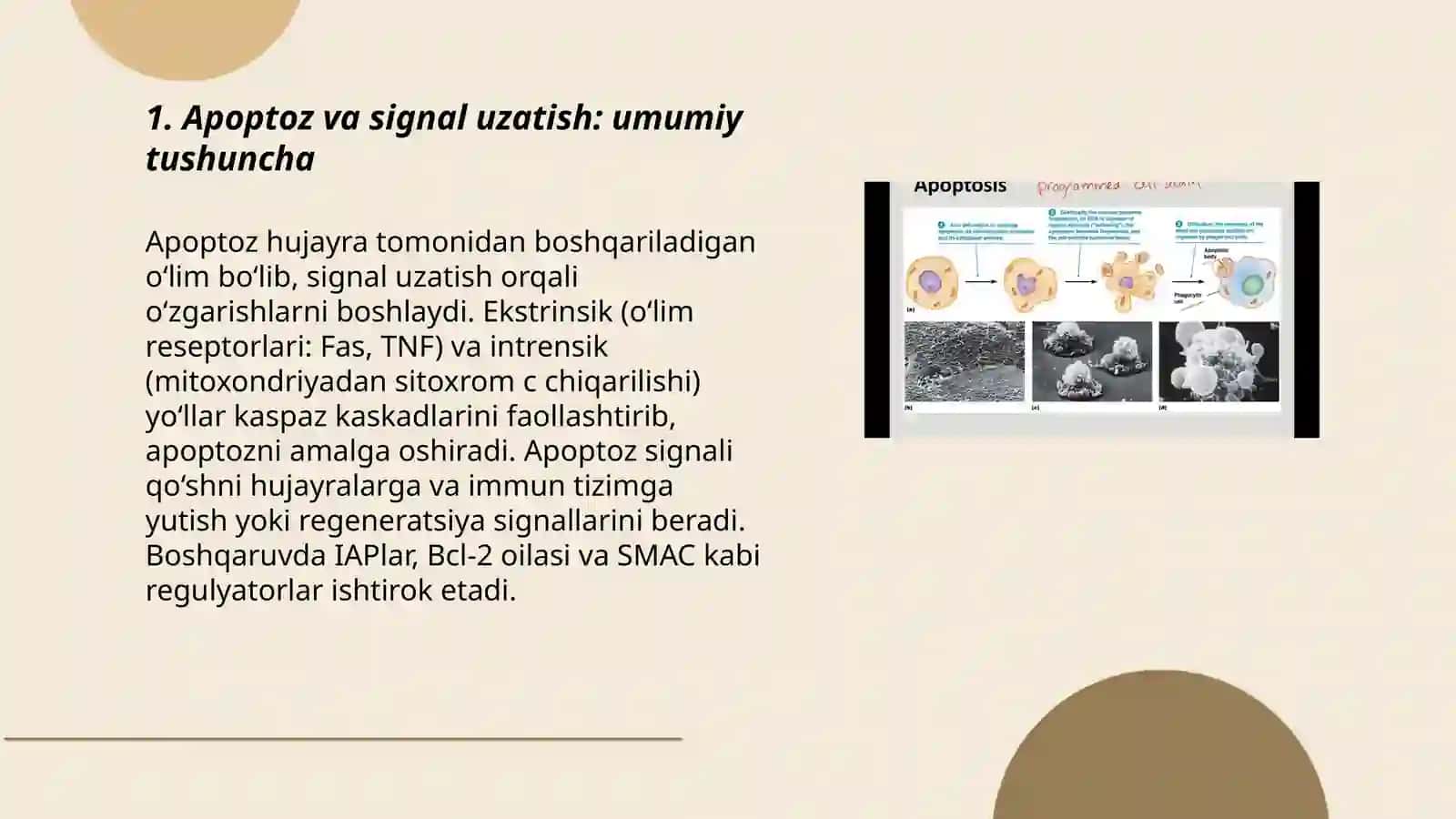 Apoptoz ulash signali ekanligi toʻgʻrisida. Apoptoz stimulyatorlari va ingibiri 3