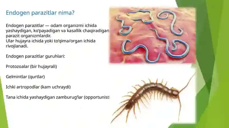 Endogenparazitarkasalliklar 3