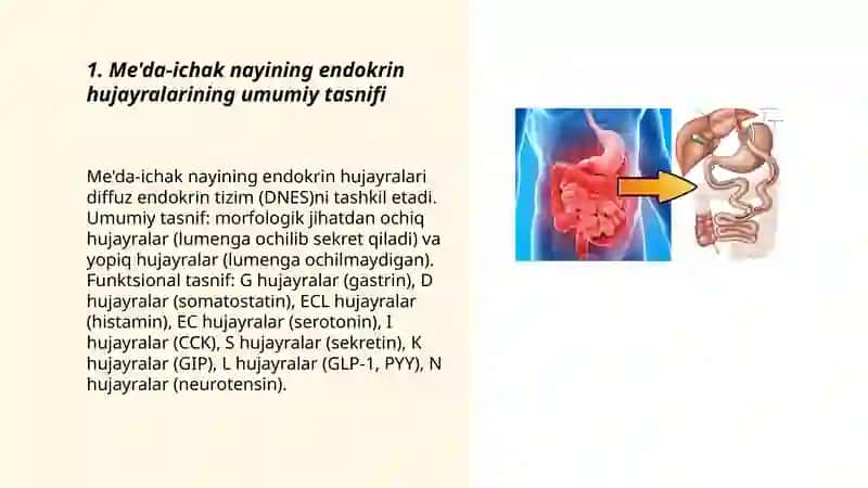 Me'da-ichak nayining endokrin hujayralari 3