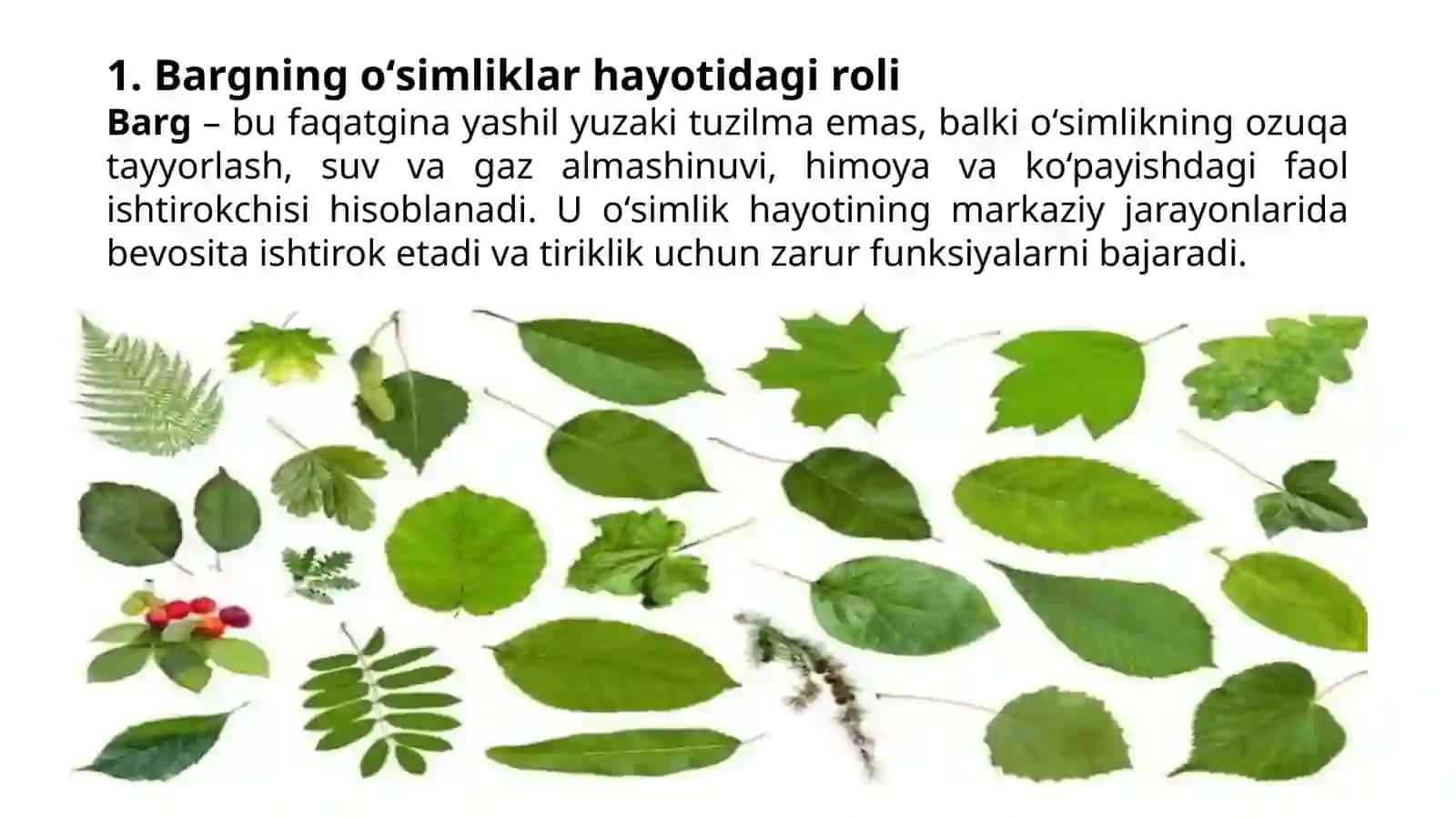 Ikki urugʻpallali oʻsimliklar bargining morfologik va anatomik xususiyatlari 3