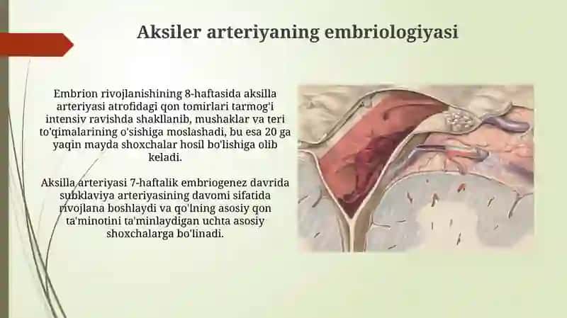 Oʻmrov osti, qoʻltiq va yelka-bilak sohalaridagi arteriyalar rivojlanishi 3