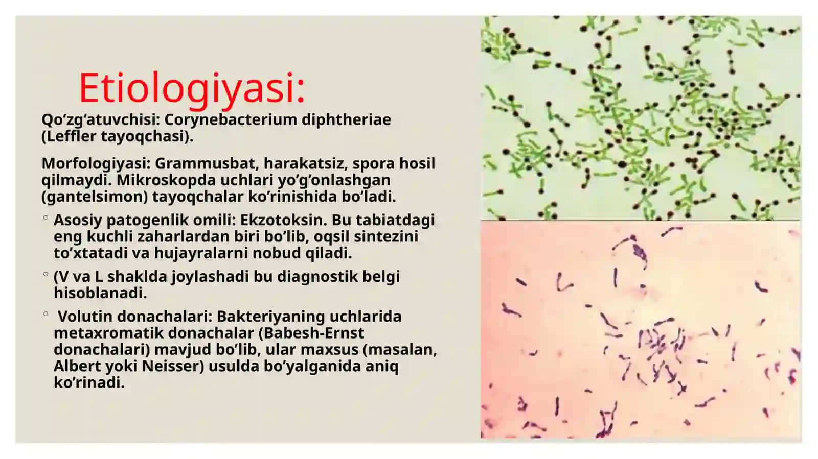 Bo'g‘ma (Difteriya) mikrobiologik tavsifi, patogenezi va diagnostikasi 3
