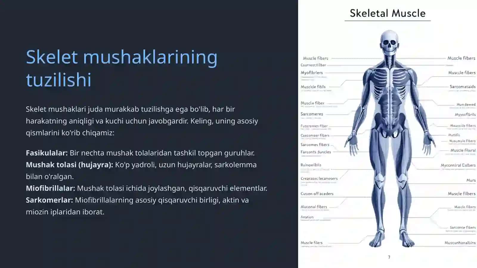 Mushaklar fiziologiyasi: Keng qamrovli tushuncha 3