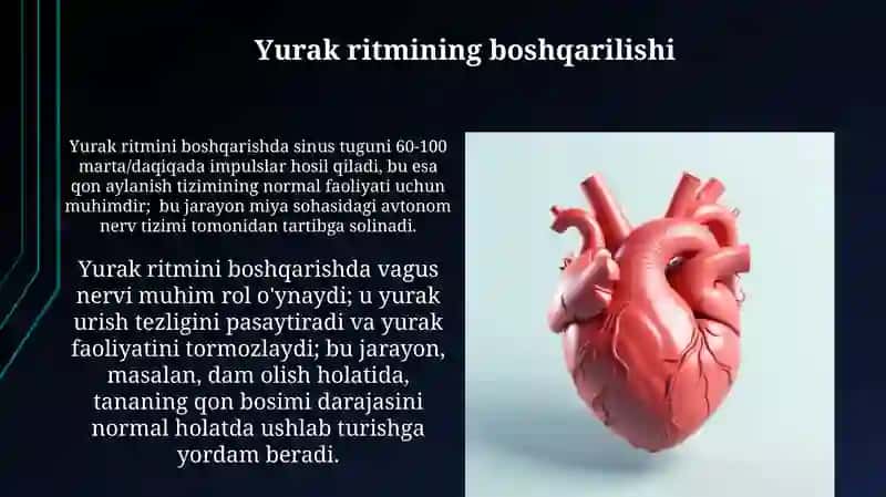 Yurak va qon tomirlar sistemasi 3