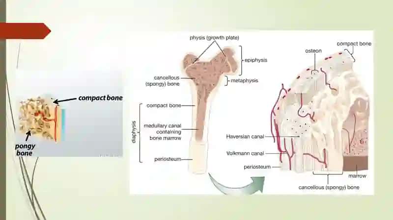Anatomy and  physiology of bones 3