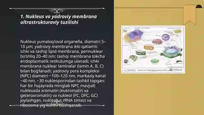 Eukariot hujayralarning ultrastrukturaviy tuzilishi 3