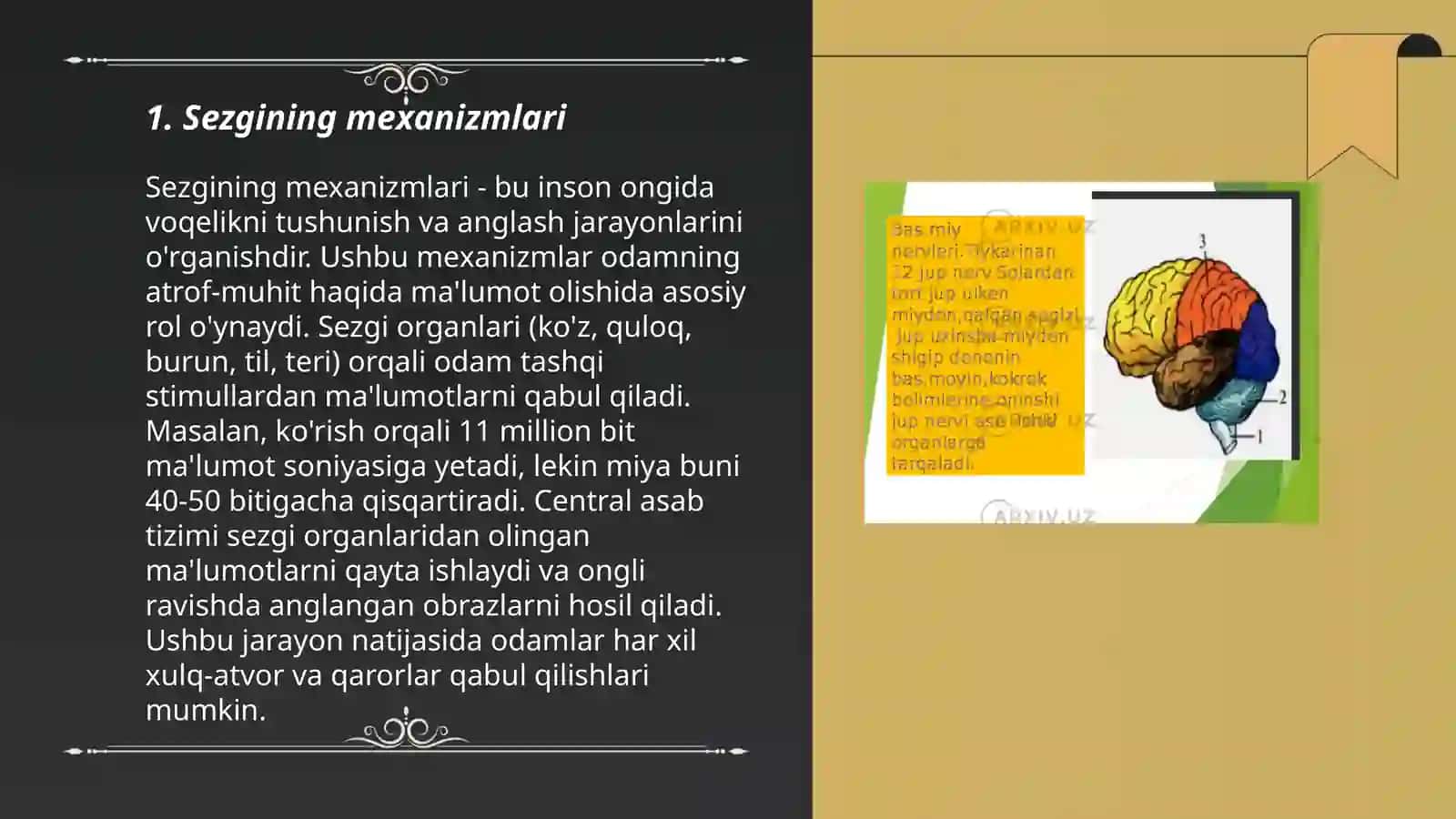 Sezgining reseptor va reflektor nazariyasi haqida. Sezgi analizatorlari 3