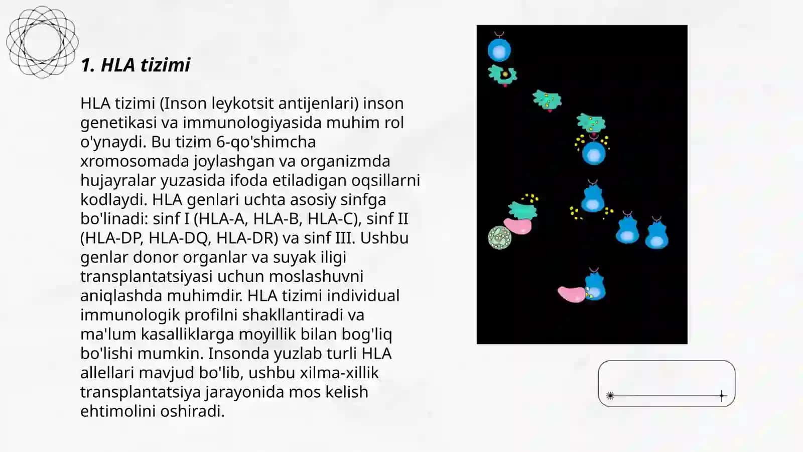 HLA-tizimi Sitokinlar, Interfeyronlar 3