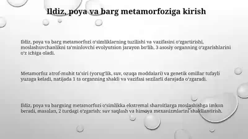 Ildiz, poya va barg metamorfozi 3