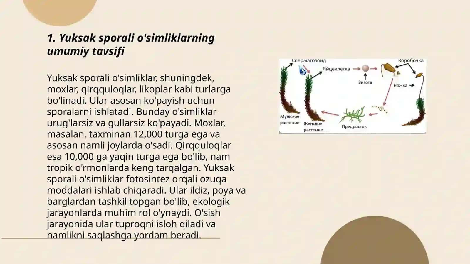 Yuksak sporali o’simliklarnining tuzilishi, ko’payishi va ahamiyati 3