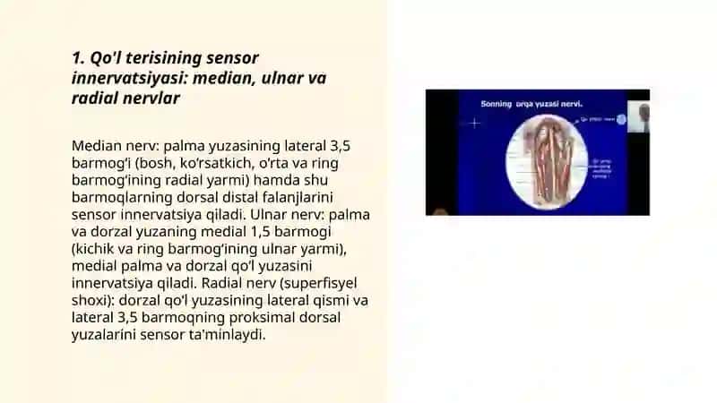 Qo'l va Oyoq Terisining Innervatsiyasi 3