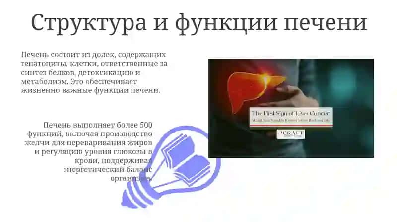 Печень, поджелудочная железа и её изменения с возрастом 3