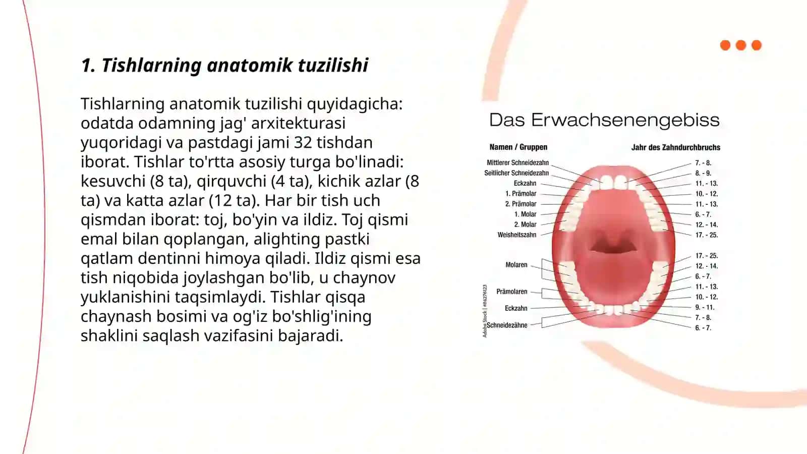 Tish-jag' tizimining anatomik va fiziologik xususiyatlari. Tishlar anatomiyasi va gistalogiyasi (tepa jag' pastki jag' chakka pastki jag' anatomiyasi) 3