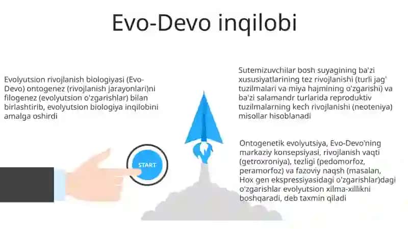 Ontogenez evolyutsiyasi 3