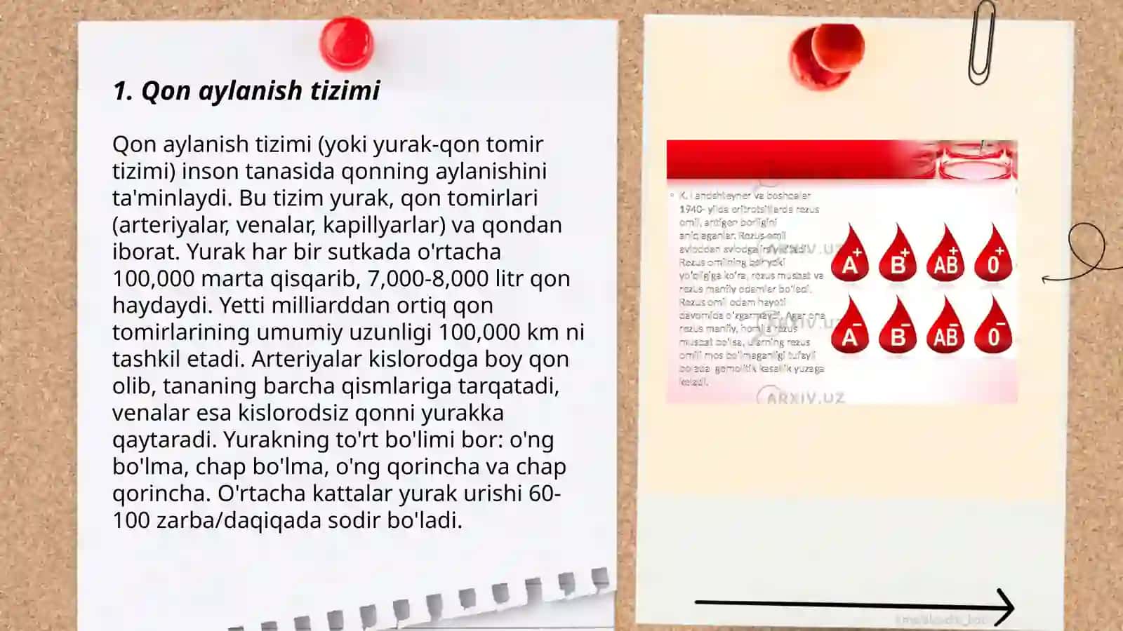Qon Aylanish Tizimi 3